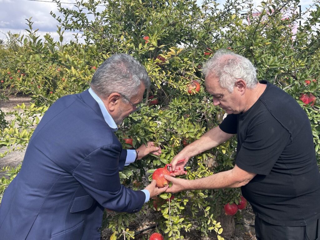 Ferran Adrià da el primer corte a la granada mollar de Elche: 50.000 toneladas y el calor como gran amenaza
