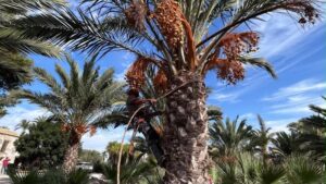 Elche prevé recoger entre 50 y 60 toneladas de dátiles en una campaña marcada por la falta de agua