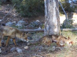 Un estudio liderado por la UMH revela que la identidad del animal muerto determina el impacto de la carroña en el suelo mediterráneo