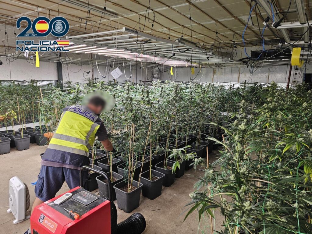 255 plantas de marihuana, cocaína y 23.000 euros: golpe de la Policía Nacional a un grupo criminal en Elche