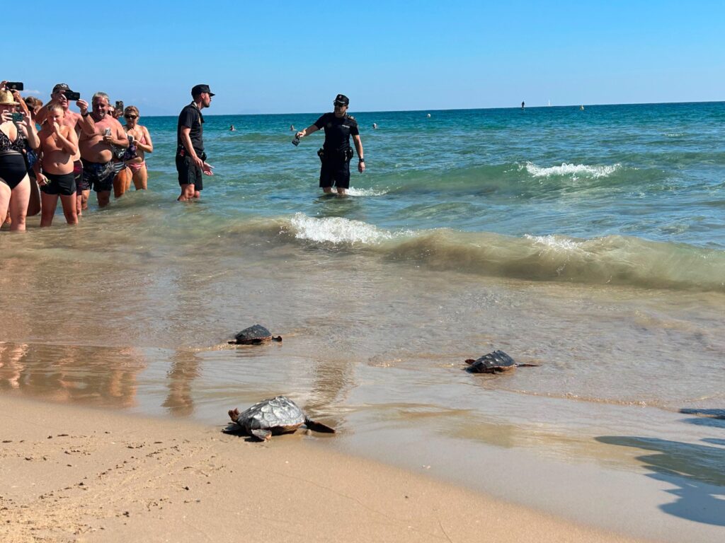 Cuatro tortugas bobas regresan al mar en la playa del Carabassí tras un año de protección