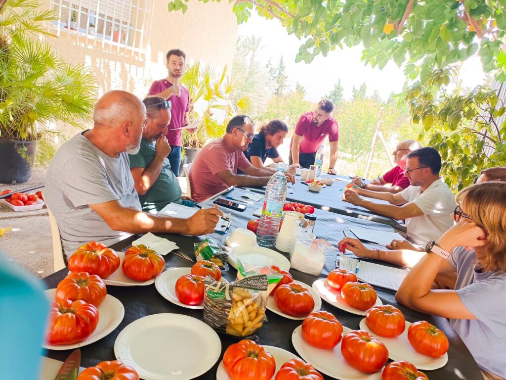 Investigadores de la UMH realizan una cata de tomates tipo Muchamiel en la Estación Experimental Agraria de Elche