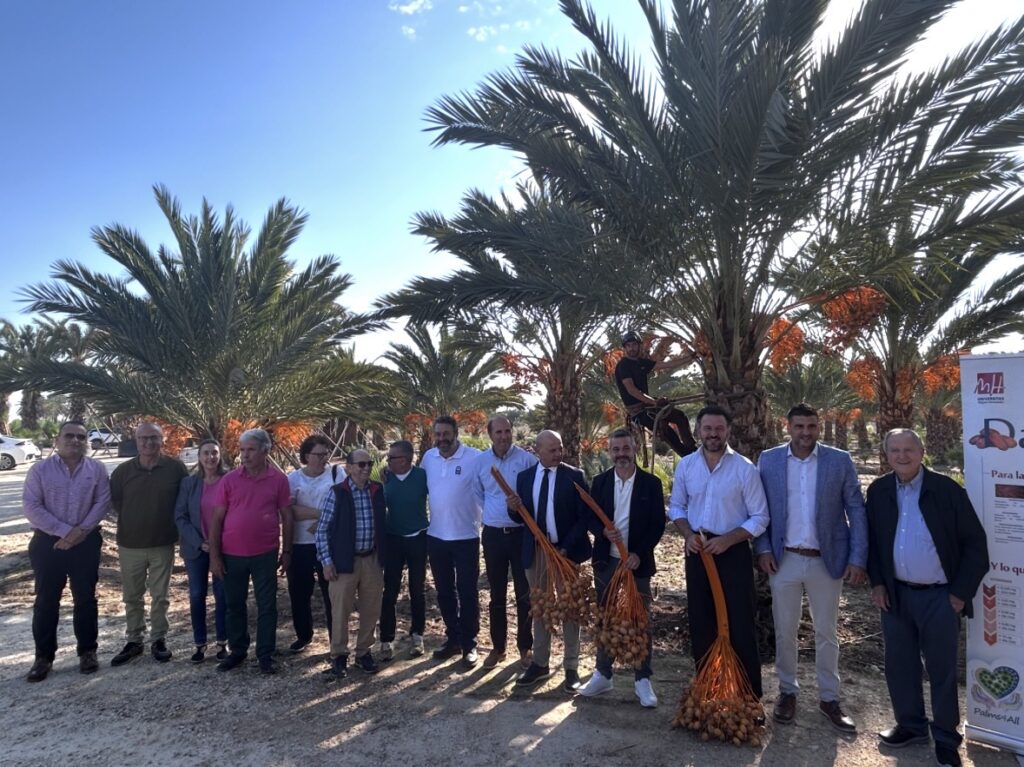 Elche inaugura la temporada del dátil 2025-2026 con un aumento de la distribución nacional y la apertura al mercado europeo
